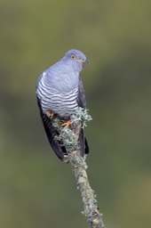 cuckoo