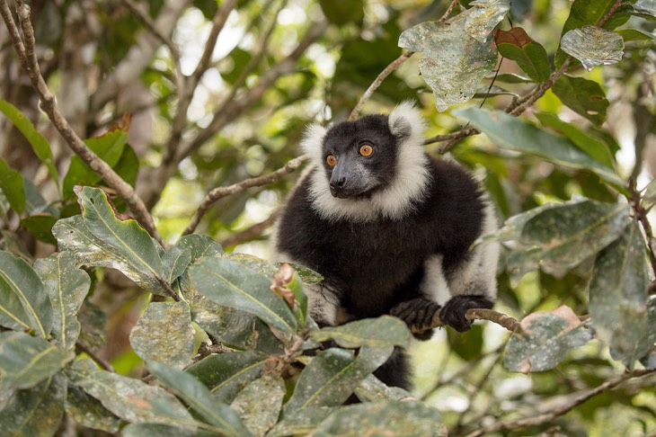 black and white ruffed lemur