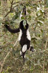 black and white ruffed lemur