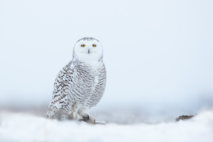 snowy owl