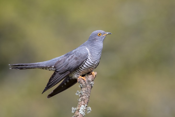 cuckoo