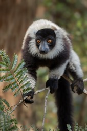 black and white ruffed lemur