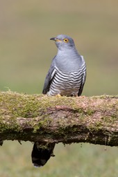 cuckoo