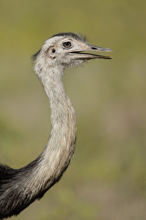 rhea