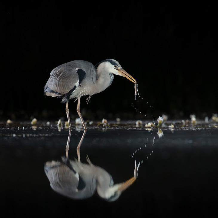 grey heron