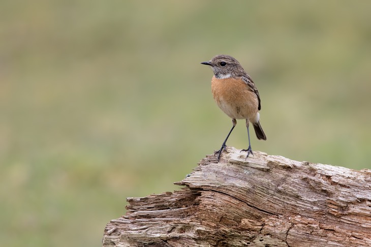 stonechat