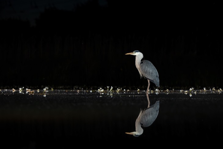 grey heron