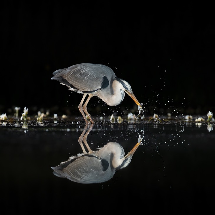 grey heron