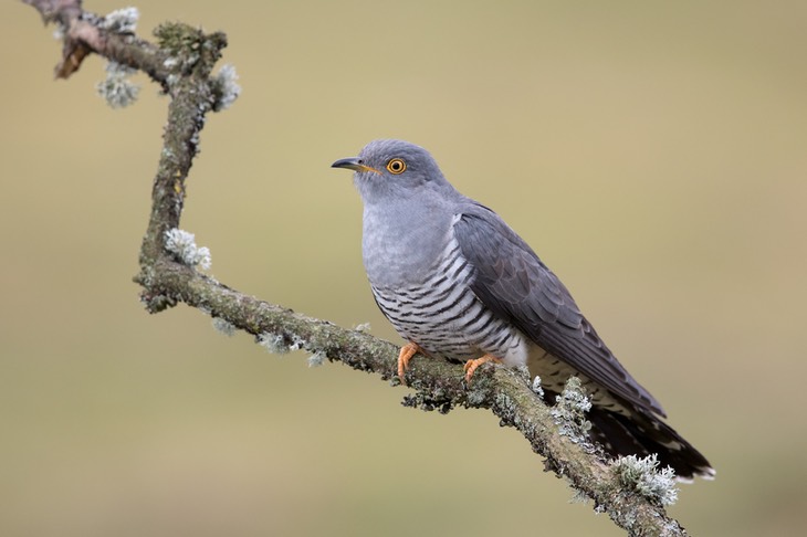 cuckoo