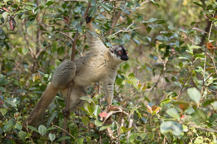 common brown lemur