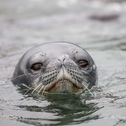 weddell seal