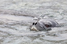 weddell seal