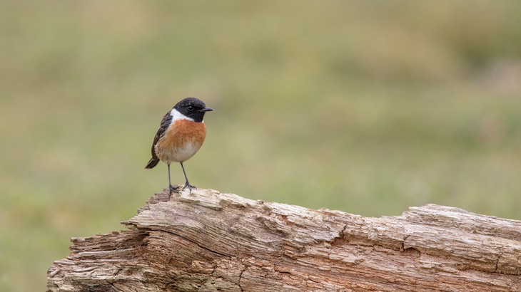 stonechat