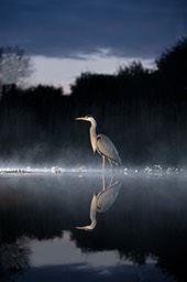 grey heron