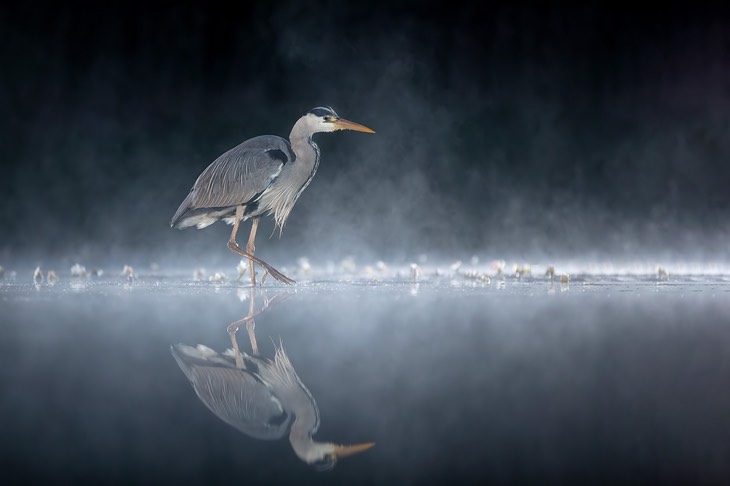 grey heron