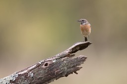 stonechat