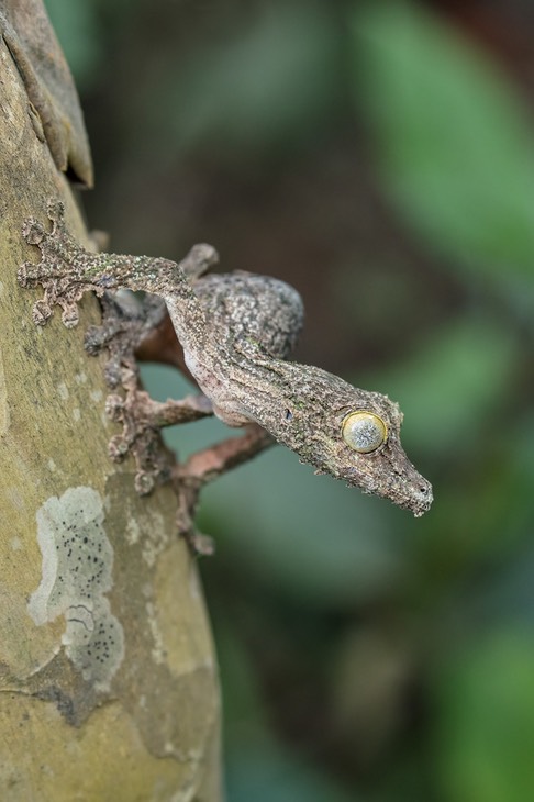 common leaf tailed gecko