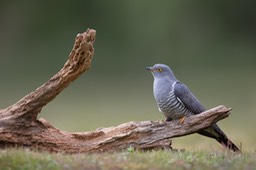 cuckoo