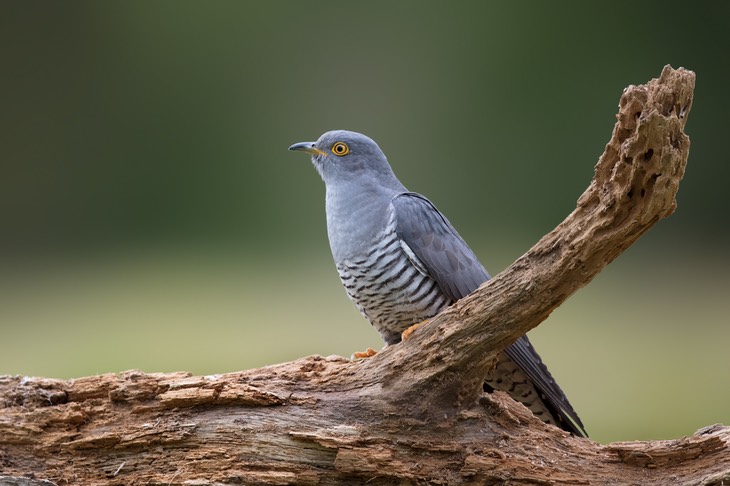 cuckoo