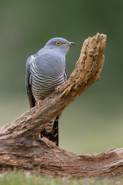 cuckoo