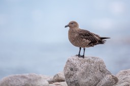 brown skua