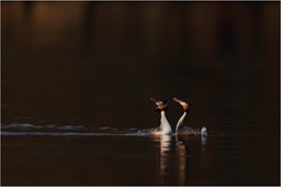 great crested grebe