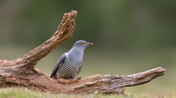 cuckoo