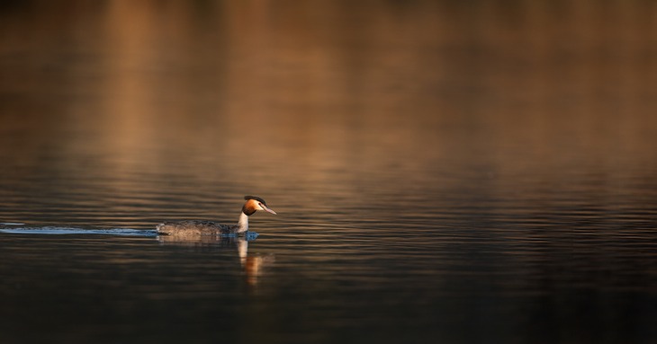 great crested grebe