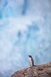 gentoo penguin