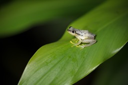 frog