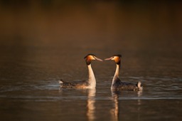 great crested grebe