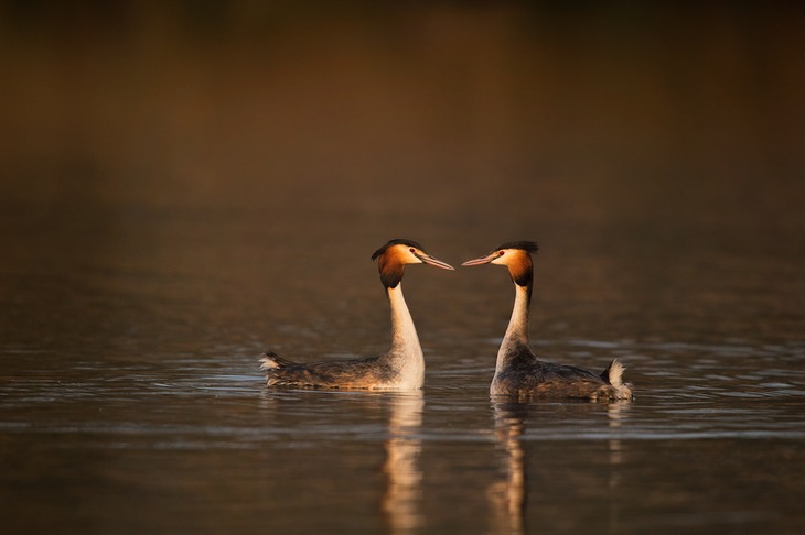 great crested grebe