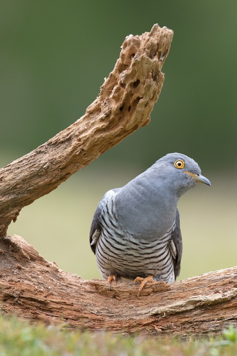 cuckoo