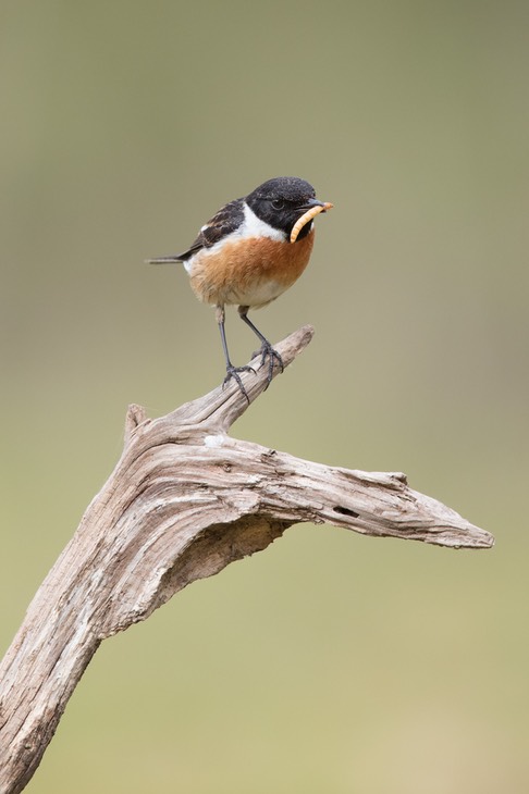 stonechat