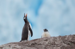 gentoo penguin