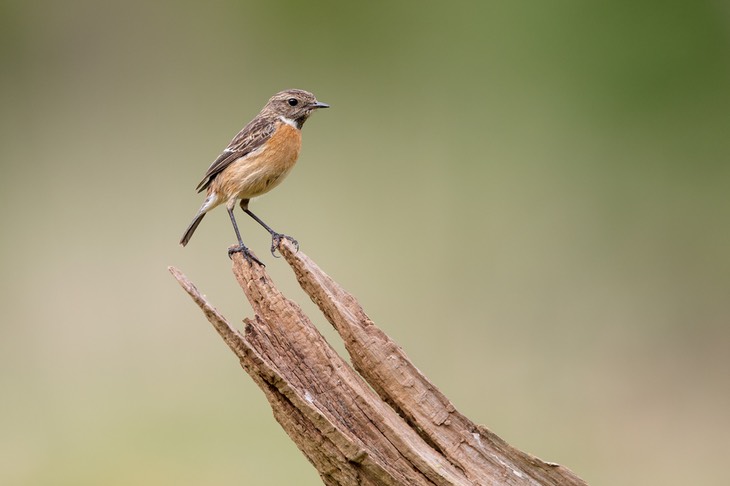 stonechat