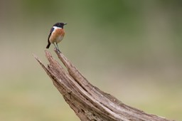 stonechat