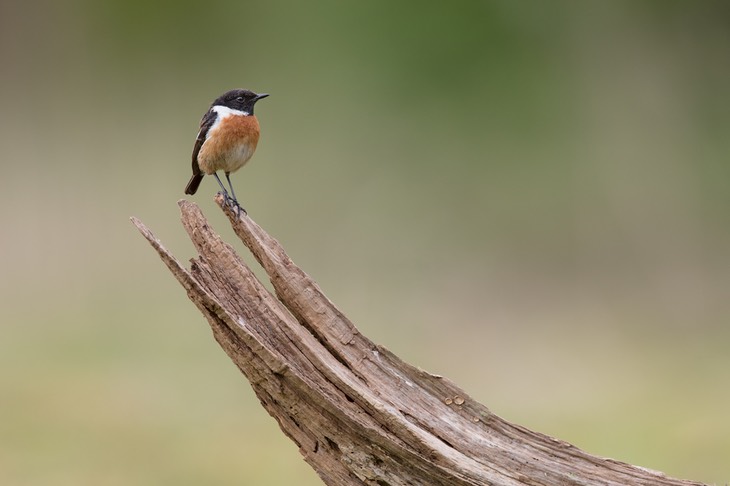 stonechat