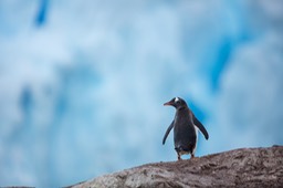 gentoo penguin