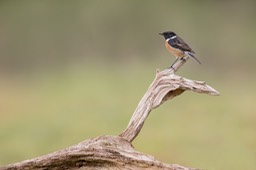 stonechat