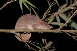 elephant eared chameleon