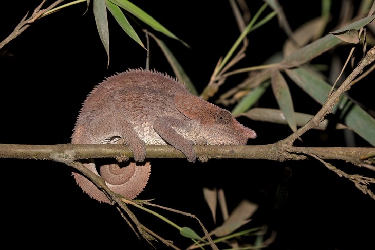 elephant eared chameleon