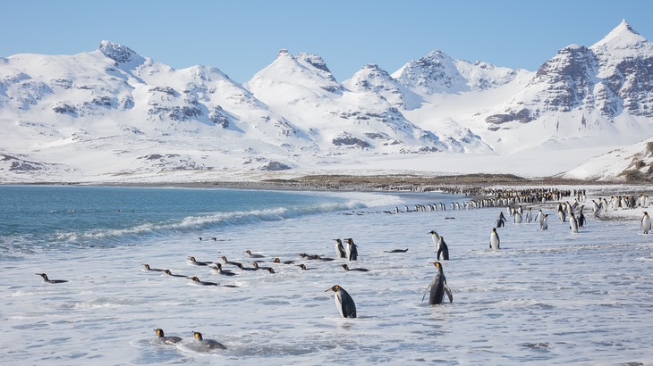 king penguin