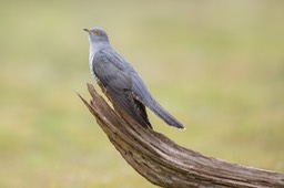 cuckoo