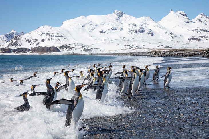 king penguin