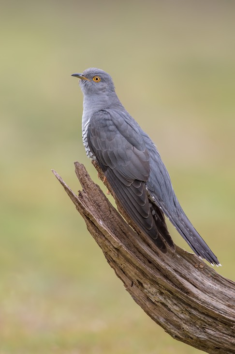 cuckoo