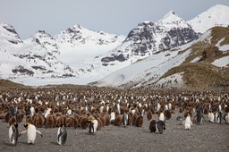 king penguin