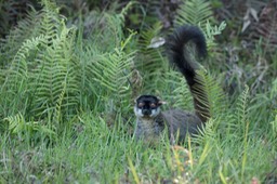 common brown lemur