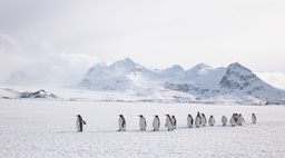 king penguin