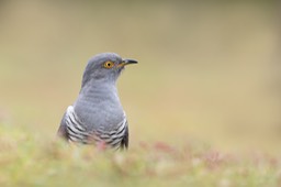 cuckoo